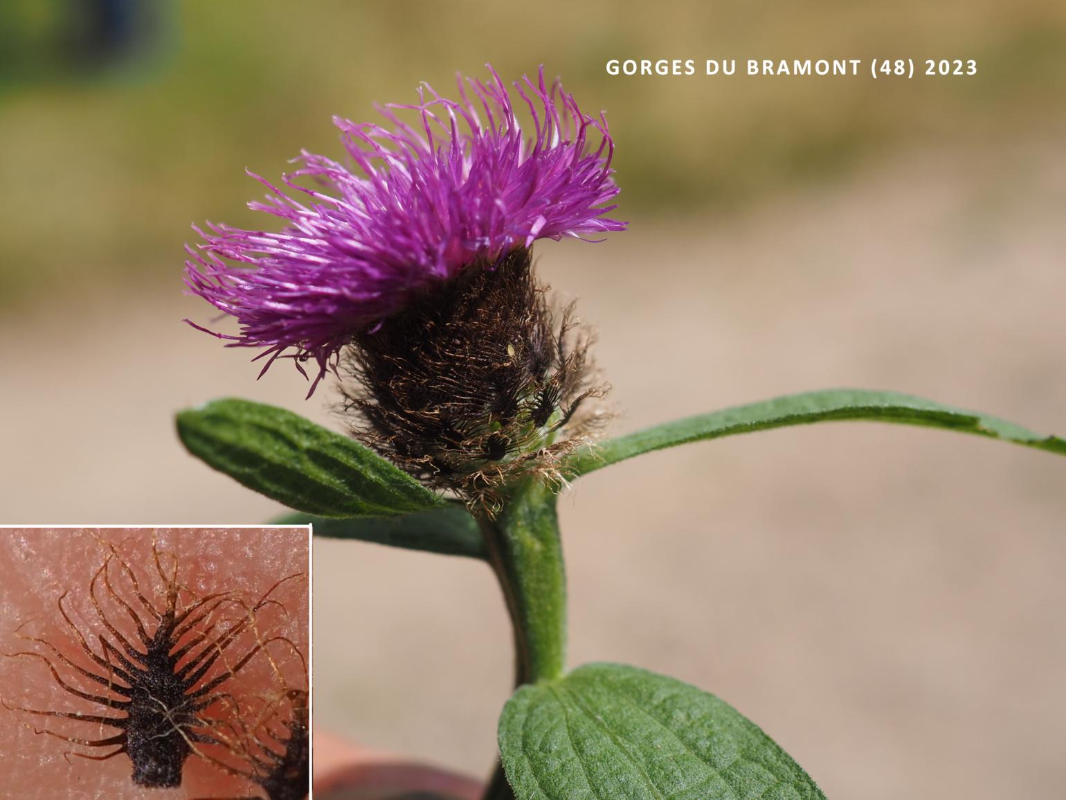 Knapweed, Common